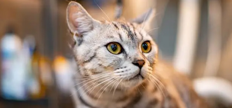 猫咪肚子鼓鼓该如何解决？